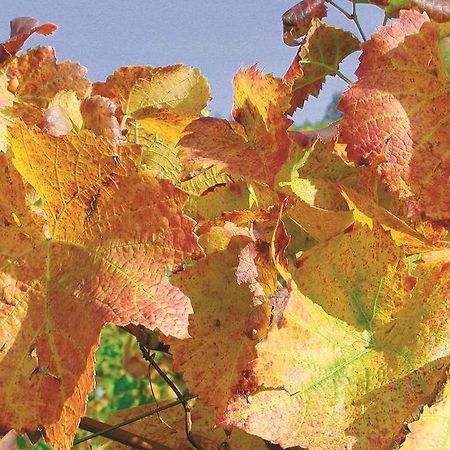 杜尔巴赫Weingut Alfred Huber公寓 外观 照片