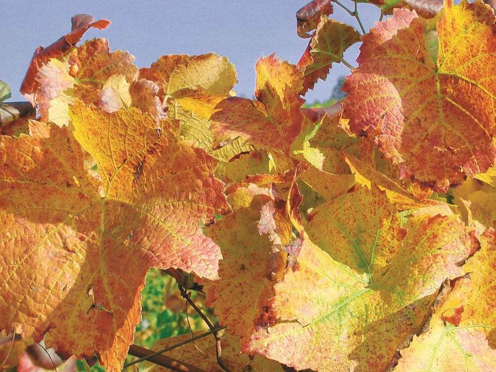 杜尔巴赫Weingut Alfred Huber公寓 外观 照片